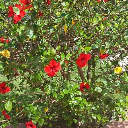 Chabola Holiday home *